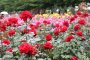 Yono Park Rose Festival