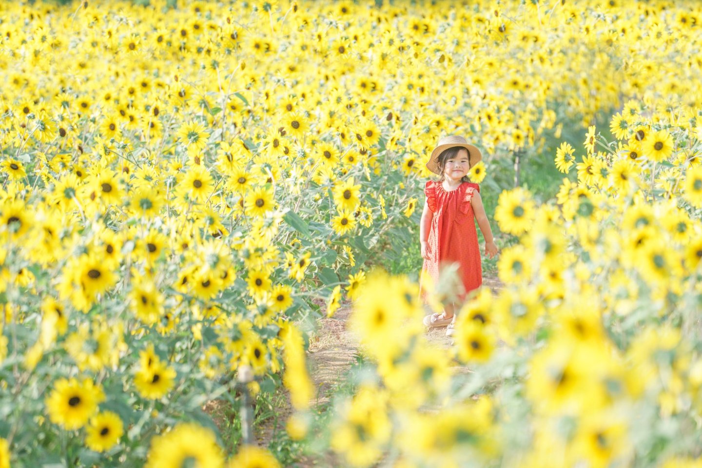Sera Kogen Sunflower Festival