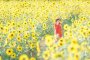 Sera Kogen Sunflower Festival