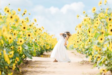 Sera Kogen Sunflower Festival