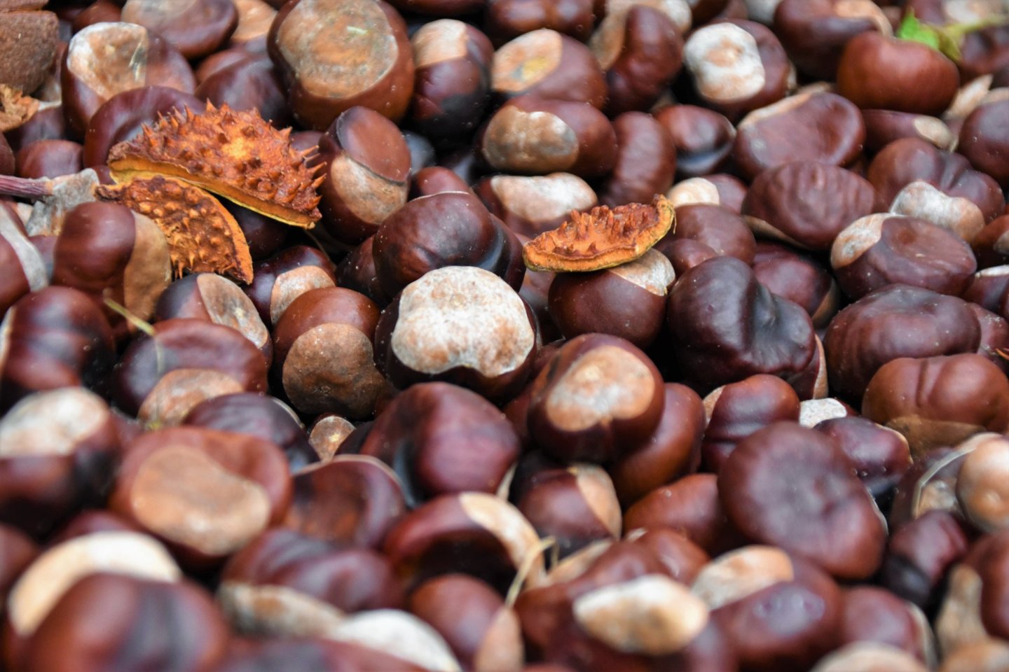 Hinokage Chestnut Festival