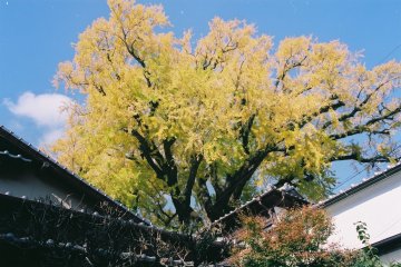 Arita Autumn Ceramics Fair