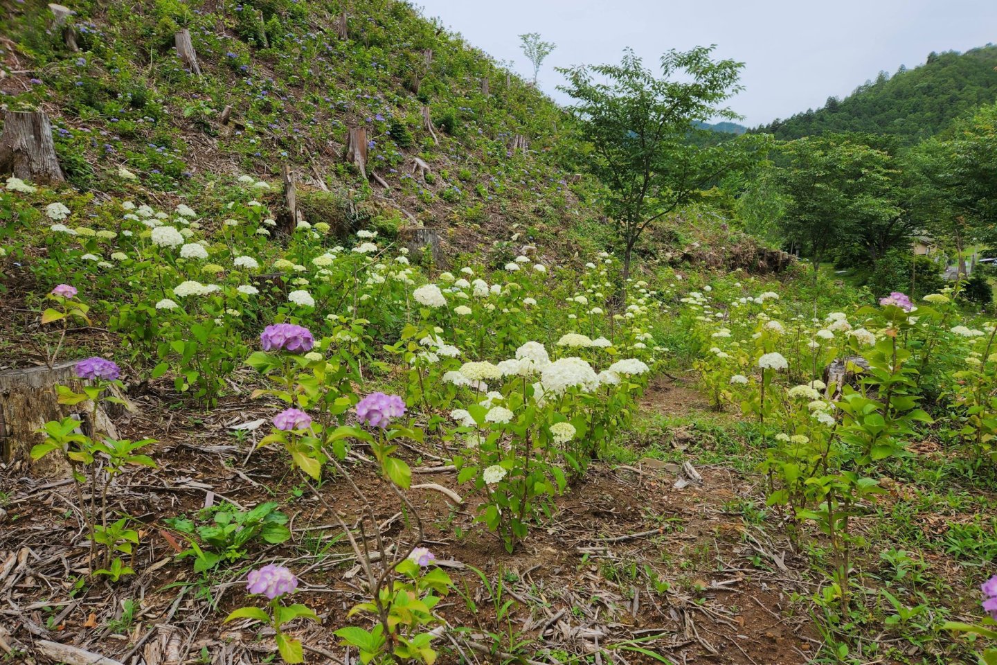 Kahoen Hydrangea Festival