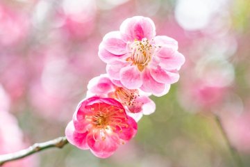 Yutagawa Onsen Plum Festival