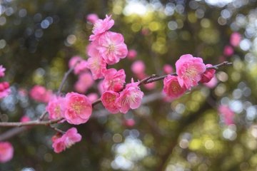 Koishikawa Korakuen Plum Festival