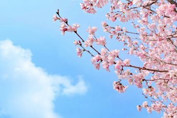 Kita-Kurihama Cherry Blossom Festival