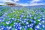 Uminonakamichi Flower Picnic