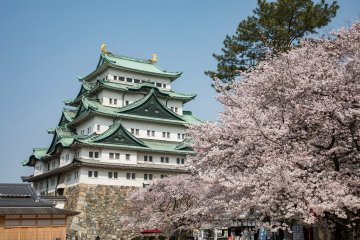 Nagoya Castle Cherry Blossom Festival