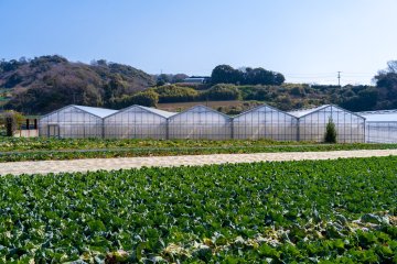 Strawberry Picking at Tsukuihama Tourist Farm