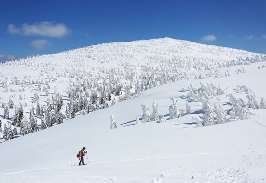 Akita: Nature and Akita Inu