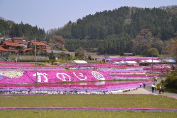 Odori Shibazakura Festival