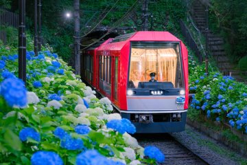 Night Hydrangea Train