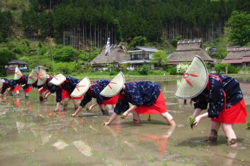 Miyama Rice Planting Festival