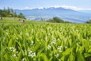1.2 Million Lily of The Valley Festival