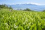 1.2 Million Lily of The Valley Festival