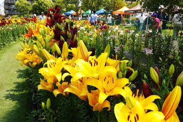 Lily Appreciation Love Week