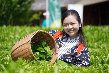 Daikokuji Temple and Tamba Tea Festival