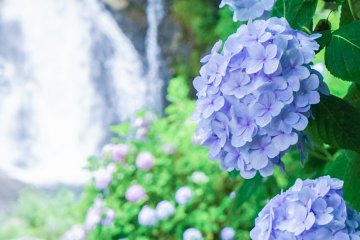 Mikaeri Falls Hydrangea Festival