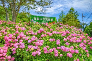 Maizuru Hydrangea Garden