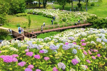 Sanuki Manno Park Hydrangea Festival