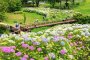 Sanuki Manno Park Hydrangea Festival