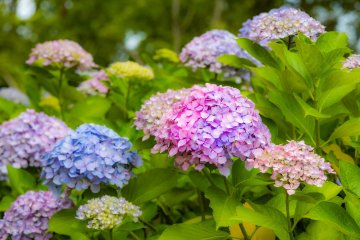 Sanuki Manno Park Hydrangea Festival