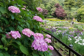 Yakushiike Park Iris and Hydrangea Festival