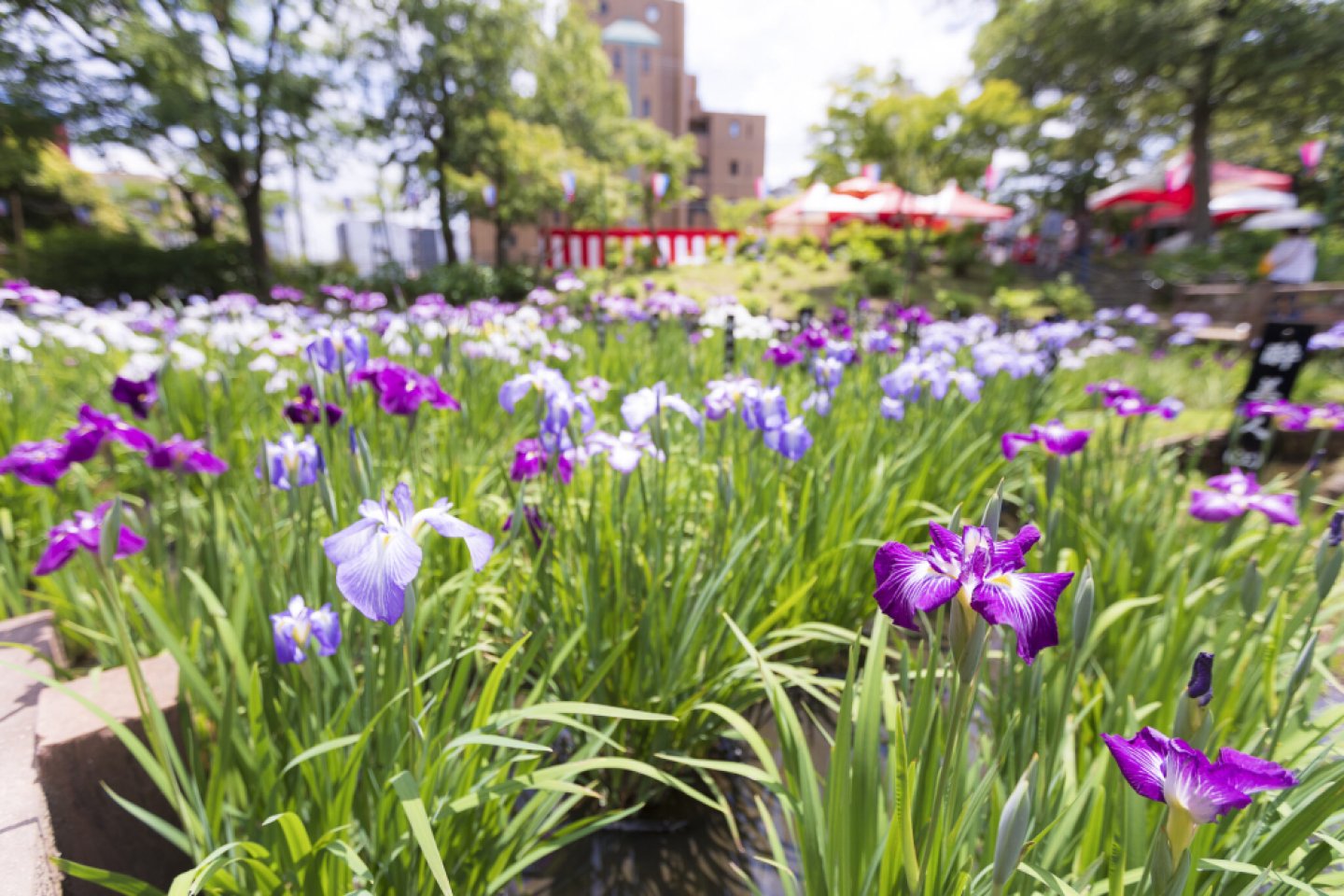 Iris Festival and Global Food Square