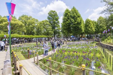 Iris Festival and Global Food Square