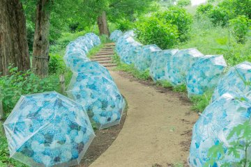 Hydrangea Walk at Showa Kinen Park