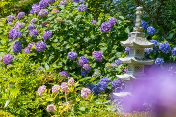 Otakiyama Saihoin Hydrangea Festival