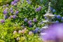 Otakiyama Saihoin Hydrangea Festival