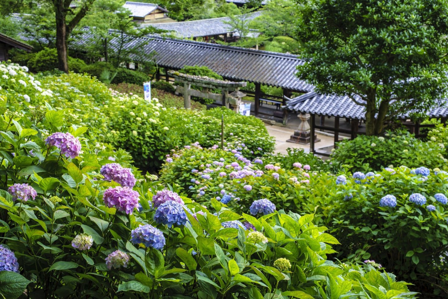 Kibitsu Shrine Hydrangea Festival