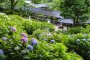 Kibitsu Shrine Hydrangea Festival
