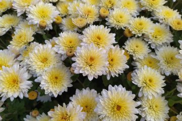 Yokote Chrysanthemum Festival