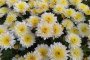 Yokote Chrysanthemum Festival