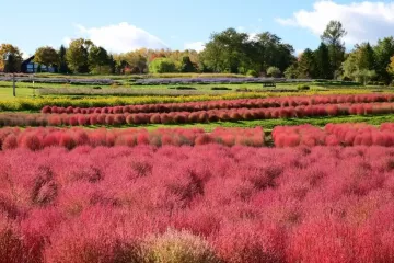 Takino Autumn Leaves Festival