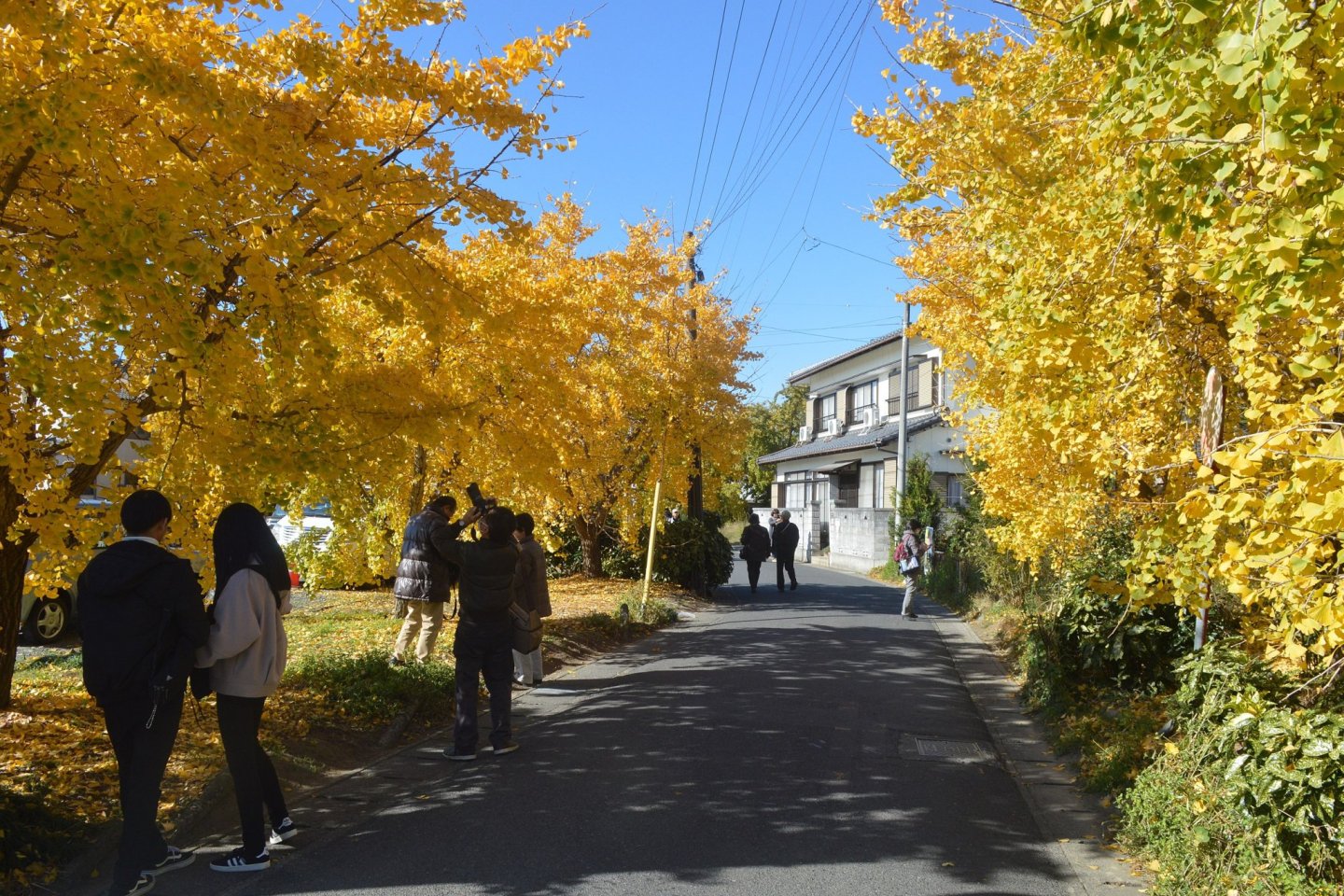 Sobue Ginkgo Festival