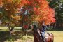 Horse-riding in Yamanashi 