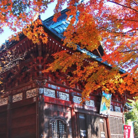 Autumn at Shimabuji Temple Autumn at Shimabuji Temple