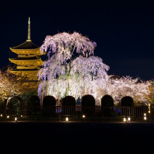 Sakura Tree