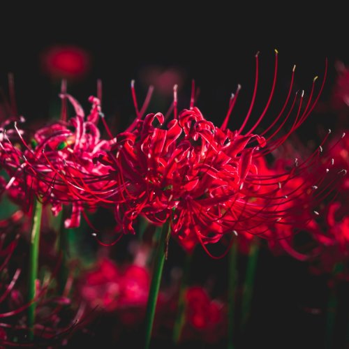 Red Spider Lily