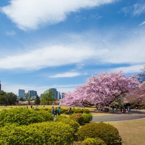Cherry blossoms in the scenic Kitanomaru Park