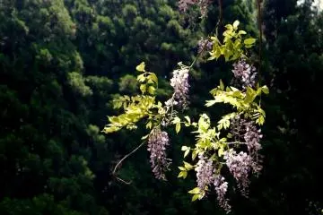 <p>Wild wisteria&nbsp; hangs from the forest beside Uji River</p>