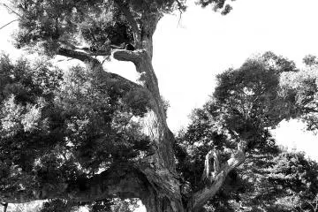<p>Small shrine with large old holy tree</p>