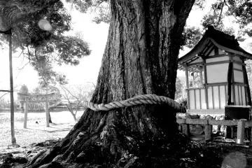 <p>Close up of the&nbsp;holy tree and shrine</p>