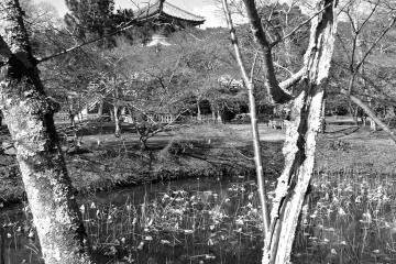 <p>View of a nearby pagoda through two cherry trees and a small pond of lotus</p>