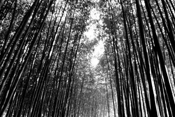 <p>The bamboo grove</p>