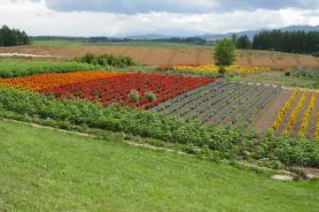 Flower Hills (Photo: ryohei / JT)