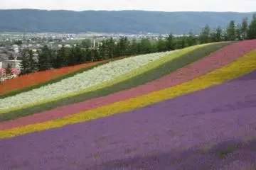 Flower Hills (Photo: ryohei / JT)